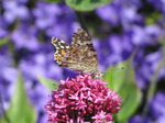 SX06471 Painted lady butterfly (Cynthia cardui) on pink flower Red Valerian (Centranthus ruber).jpg